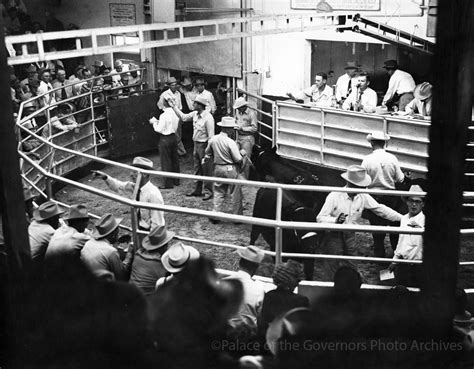 horse auctions new mexico